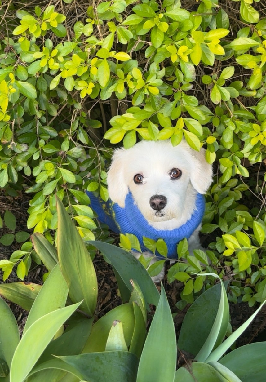 mindful-connection-dog-garden-wellbeing Finding balance in the garden with a loyal companion; a visual representation of the holistic practices that support a sound mind.